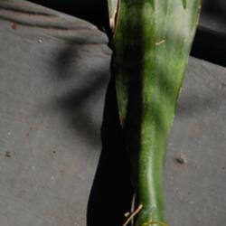 Location: Opp. AL
Date: 2012-10-14
SANSEVIERIA TRIFASCIATA, Roots and baby rosette forming on cuttin