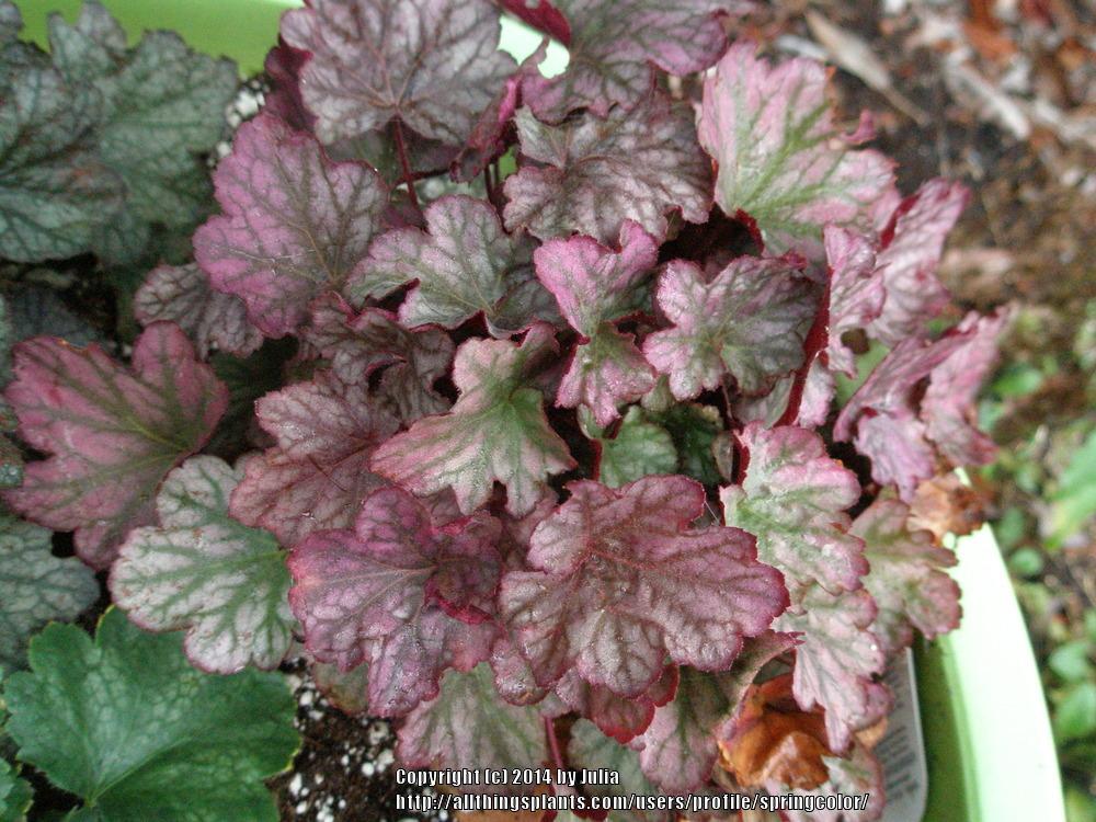 Photo of Coral Bells (Heuchera Dolce® Blackberry Ice) uploaded by springcolor