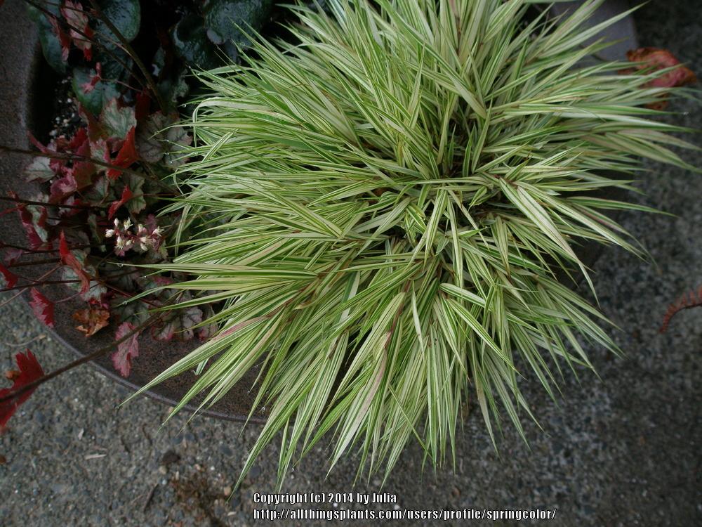 Photo of Japanese Forest Grass (Hakonechloa macra Fubuki™) uploaded by springcolor