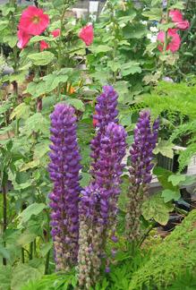 Photo of Big-Leaf Lupin (Lupinus polyphyllus) uploaded by Calif_Sue