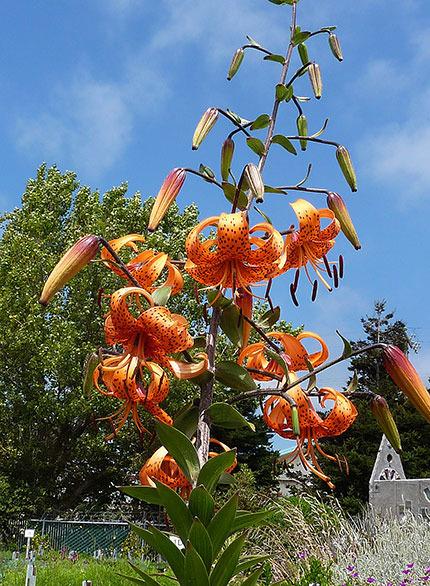 Photo of Tiger Lily (Lilium lancifolium) uploaded by Calif_Sue
