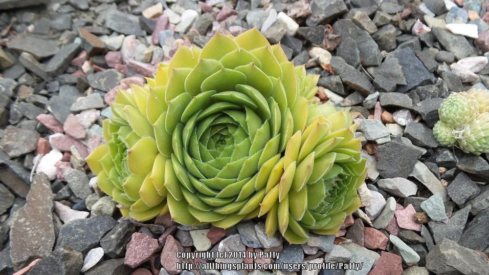 Photo of Hen and Chicks (Sempervivum 'Olivette') uploaded by Patty