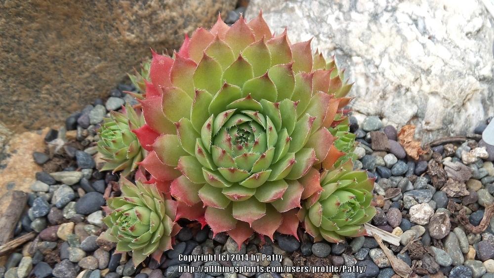 Photo of Hen and Chicks (Sempervivum 'Flasher') uploaded by Patty