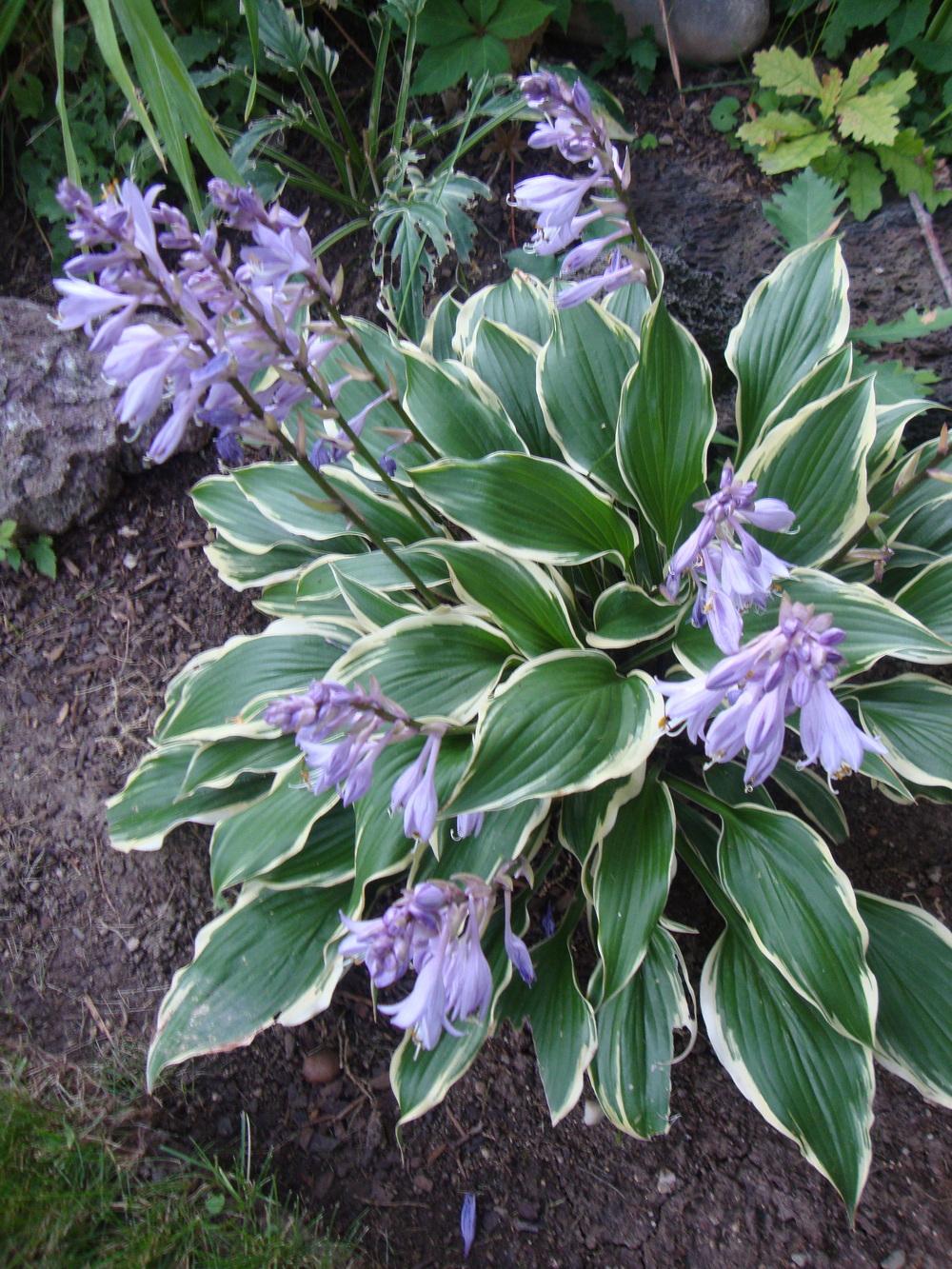 Photo of Hosta 'On the Border' uploaded by Paul2032