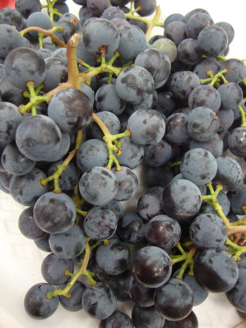 Photo of Concord Grape (Vitis labrusca 'Concord') uploaded by Paul2032