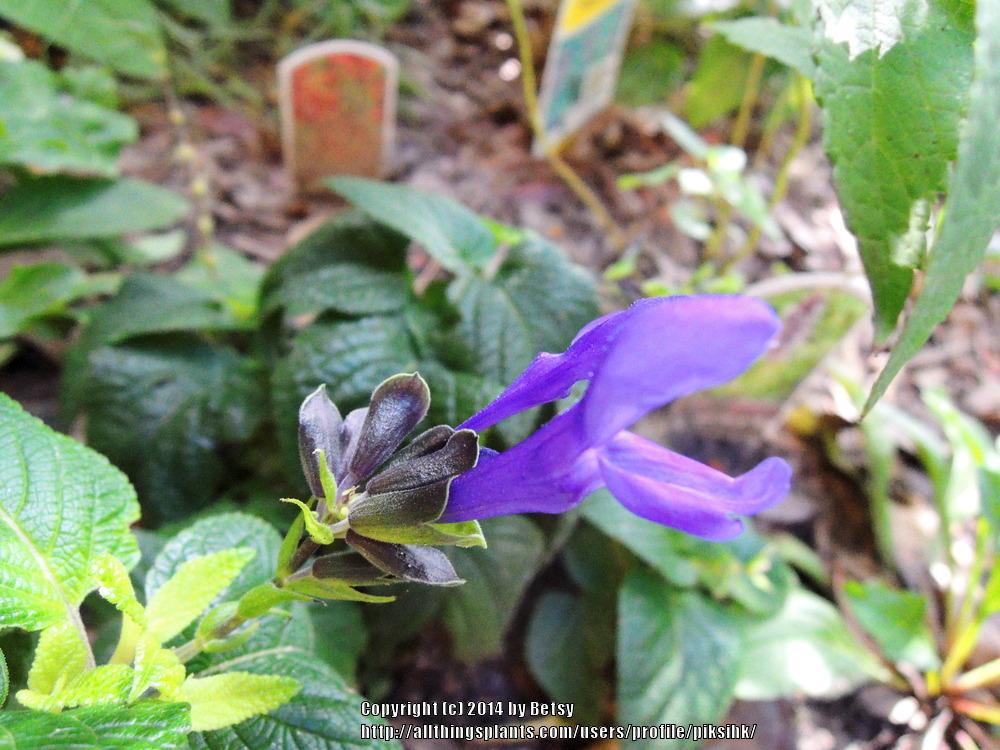 Photo of Anise-Scented Sage (Salvia coerulea 'Black and Blue') uploaded by piksihk