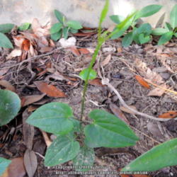 Location: my garden - side front bed 
Date: 2014-09-02
Seedling from Sweet Autumn or Princess Diana