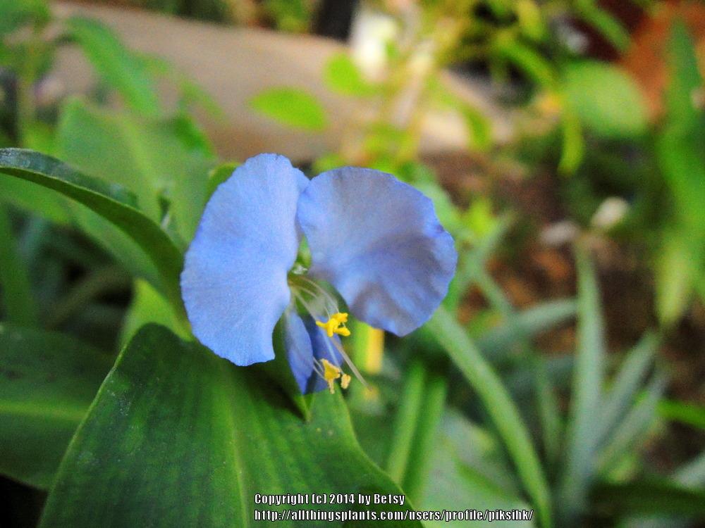 Photo of Asiatic Dayflower (Commelina communis) uploaded by piksihk