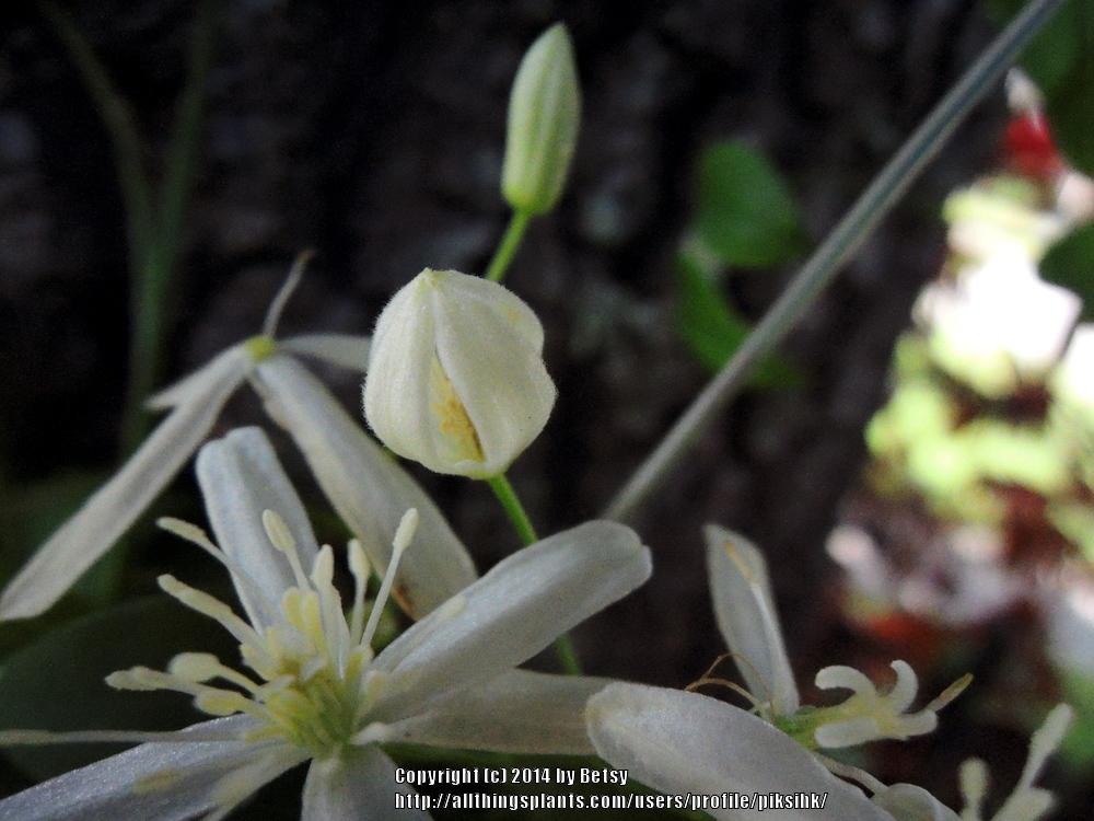 Photo of Sweet Autumn Clematis (Clematis terniflora) uploaded by piksihk