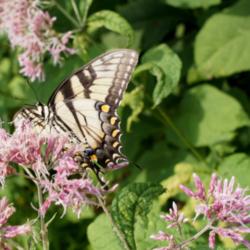 Location: New Hope PA
Date: 2014-08-01
Eastern tiger swallowtail on Joe Pye Weed