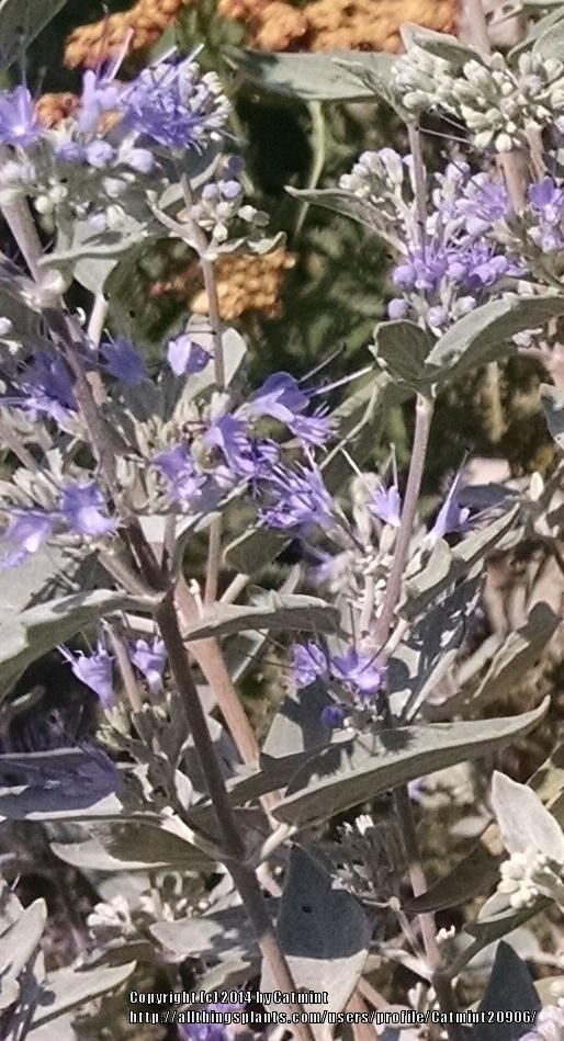 Photo of Bluebeard (Caryopteris x clandonensis Sterling Silver®) uploaded by Catmint20906