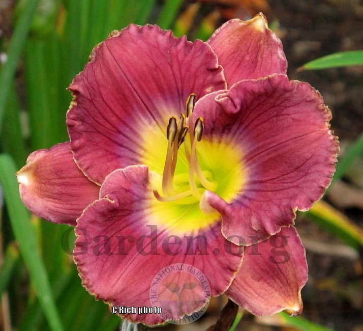 Photo of Daylily (Hemerocallis 'What a Relief') uploaded by Char
