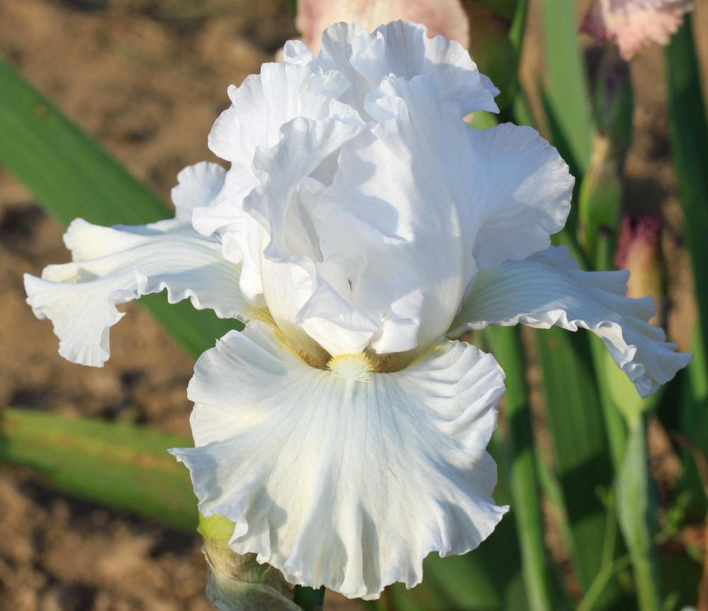 Photo of Tall Bearded Iris (Iris 'Here's Heaven') uploaded by Snork