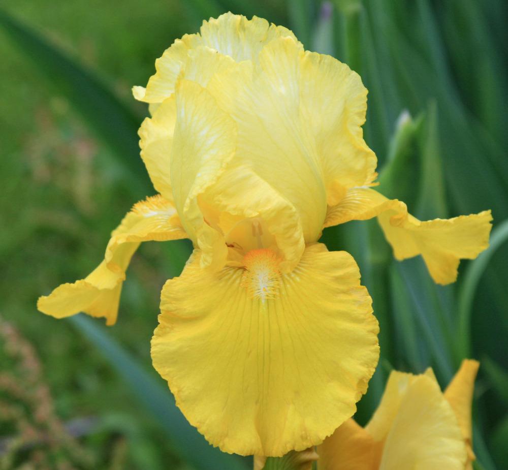 Photo of Tall Bearded Iris (Iris 'Image Maker') uploaded by Snork