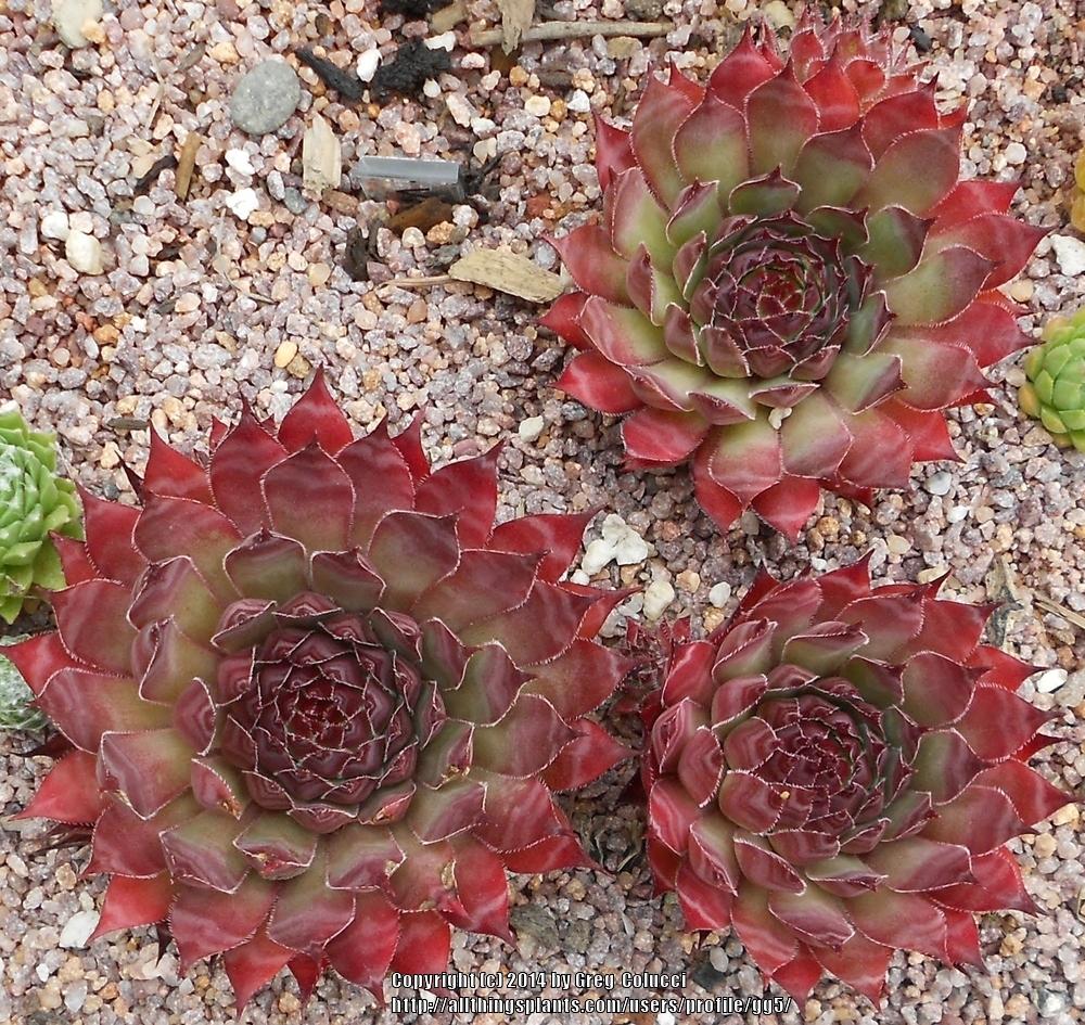 Photo of Hen and Chicks (Sempervivum 'Viking') uploaded by gg5