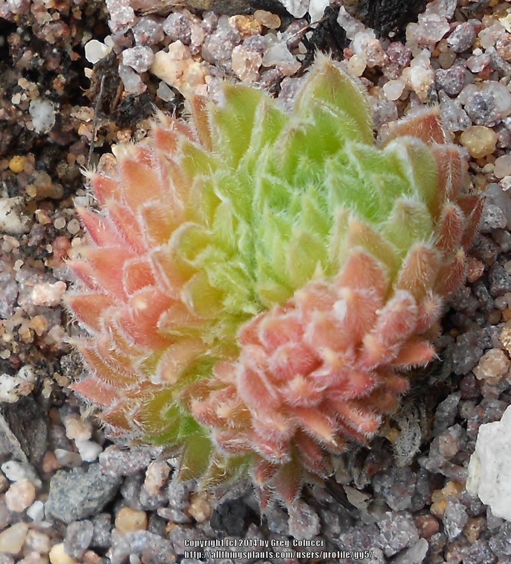 Photo of Hen and Chicks (Sempervivum 'Whirl-i-gig') uploaded by gg5