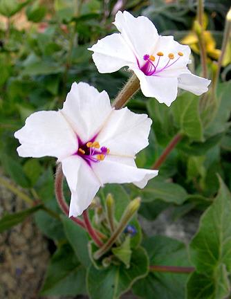 Photo of Sweet Four o'Clock (Mirabilis longiflora) uploaded by Calif_Sue