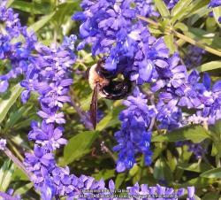 Thumb of 2014-09-07/Catmint20906/2f25bf