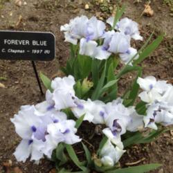 
Iris Forever Blue