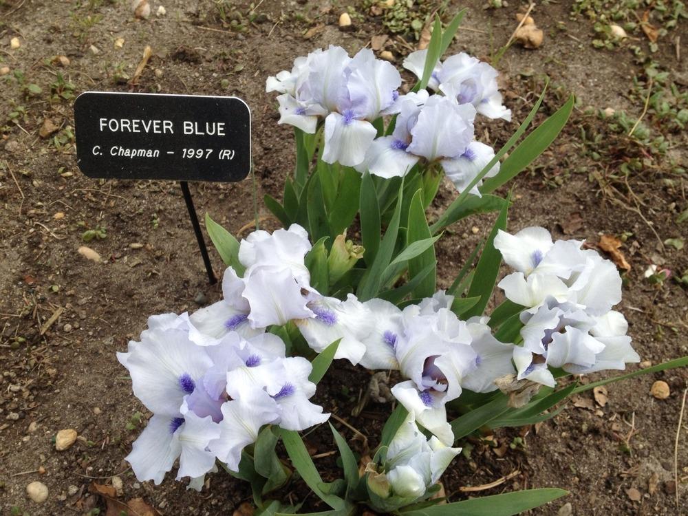 Photo of Standard Dwarf Bearded Iris (Iris 'Forever Blue') uploaded by Njiris