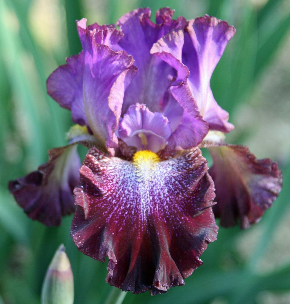 Photo of Tall Bearded Iris (Iris 'Time Will Tell') uploaded by Snork