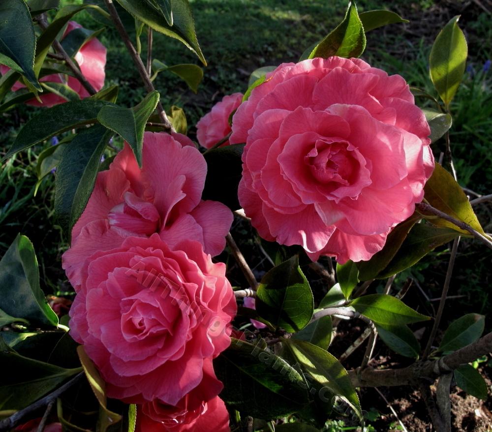 Photo of Camellia (Camellia reticulata 'Valentine Day') uploaded by bootandall