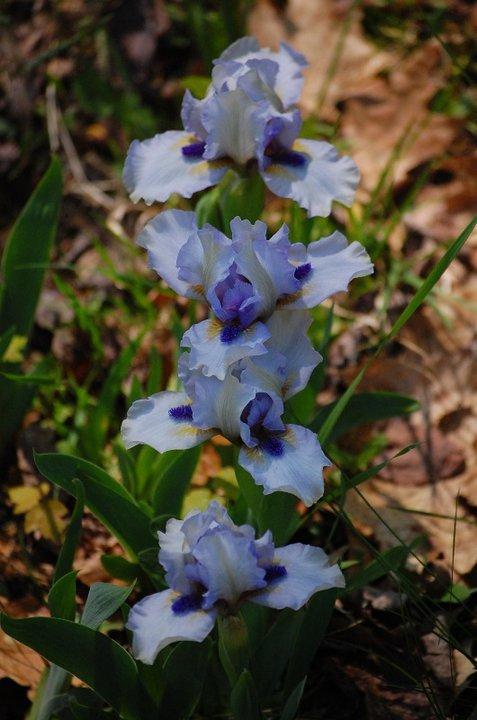 Photo of Standard Dwarf Bearded Iris (Iris 'Forever Blue') uploaded by pixie62560