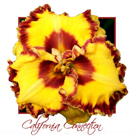 Photo of Daylily (Hemerocallis 'California Connection') uploaded by Calif_Sue