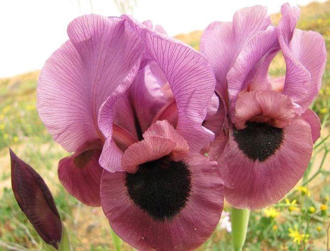 Photo of Species Iris (Iris mariae) uploaded by Livy