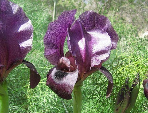 Photo of Species Iris (Iris haynei) uploaded by Livy