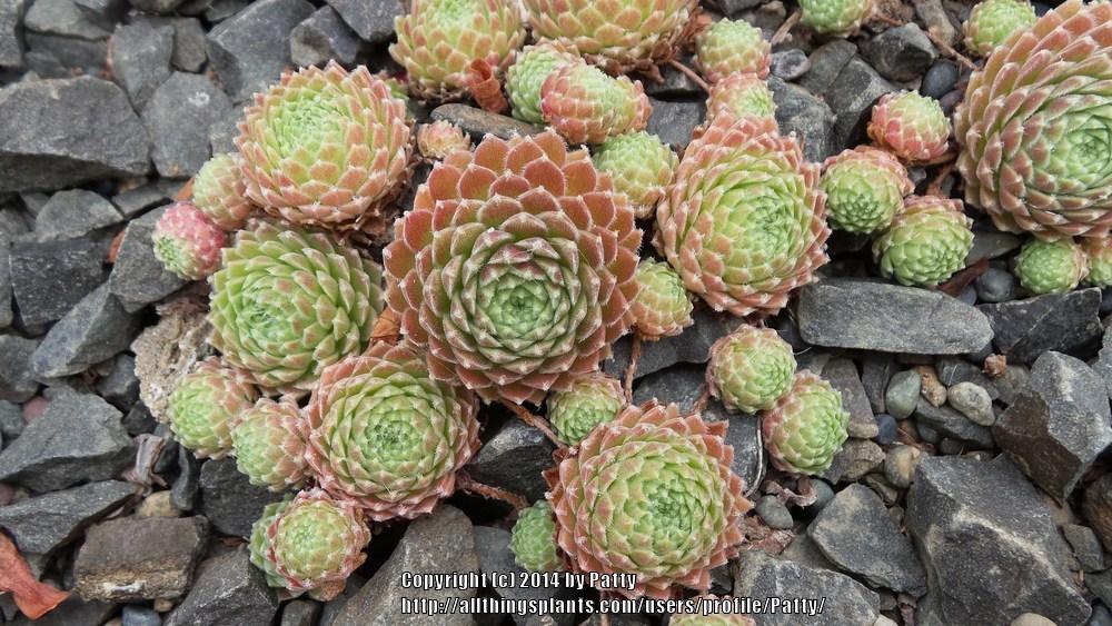 Photo of Hen and Chicks (Sempervivum 'Allison') uploaded by Patty