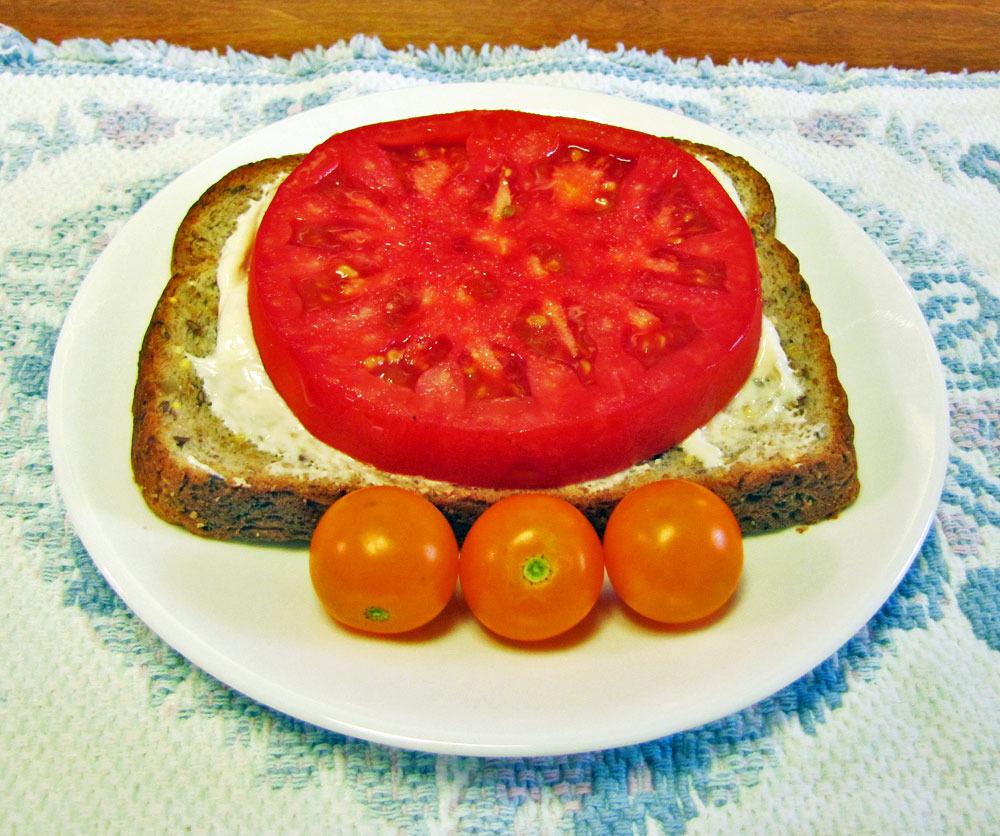 Photo of Tomatoes (Solanum lycopersicum) uploaded by TBGDN