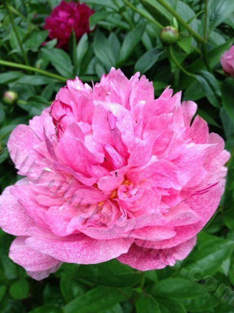 Photo of Chinese Peony (Paeonia lactiflora 'The Fawn') uploaded by magnolialover