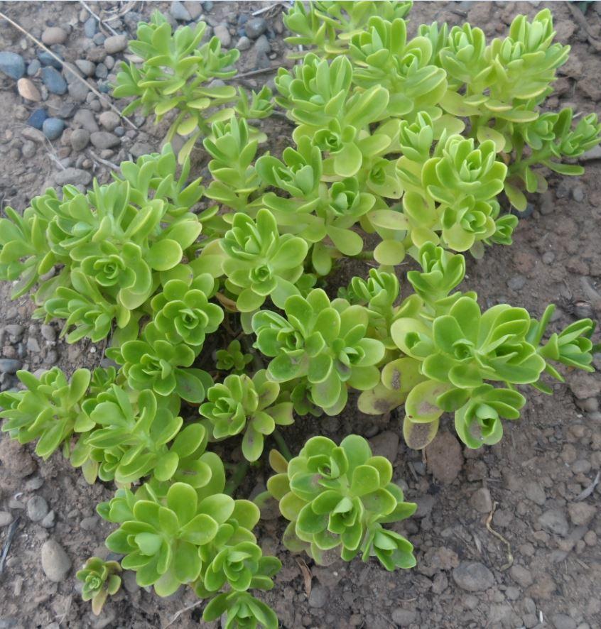Photo of Lesser Mexican Stonecrop (Sedum confusum) uploaded by ofm