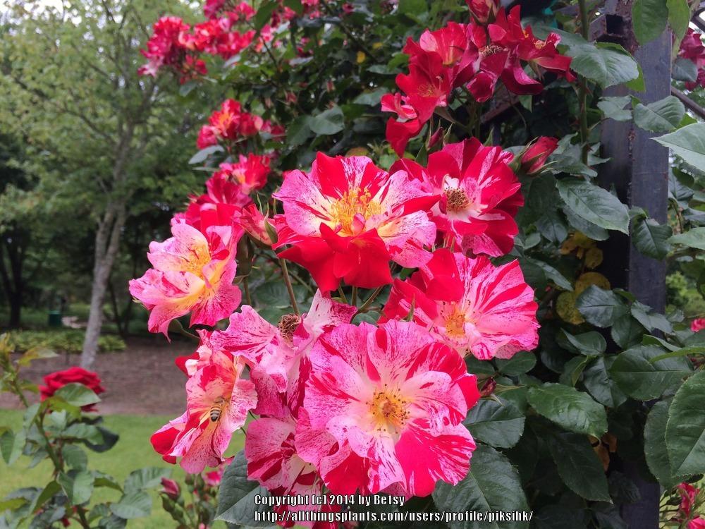Photo of Large-Flowered Climbing Rose (Rosa 'Fourth of July') uploaded by piksihk