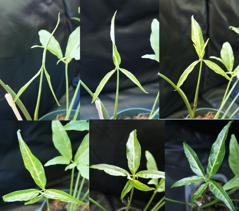 Photo of Arrowhead Plant (Syngonium podophyllum) uploaded by skylark
