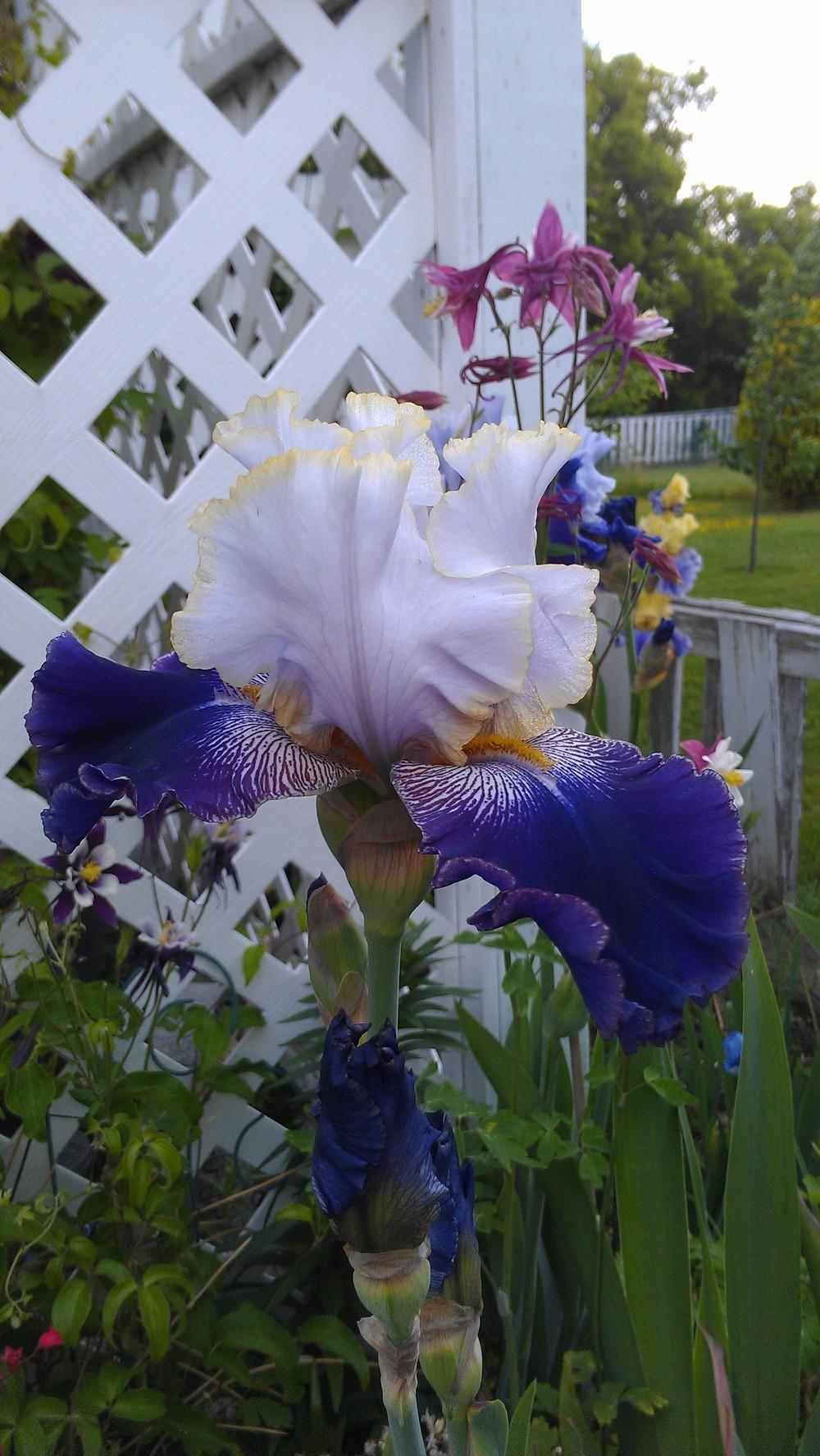 Photo of Tall Bearded Iris (Iris 'Slovak Prince') uploaded by Irislady