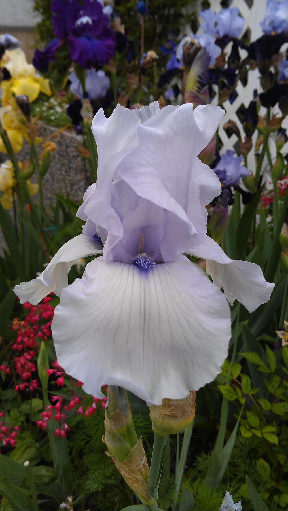 Photo of Tall Bearded Iris (Iris 'Song of Norway') uploaded by Irislady