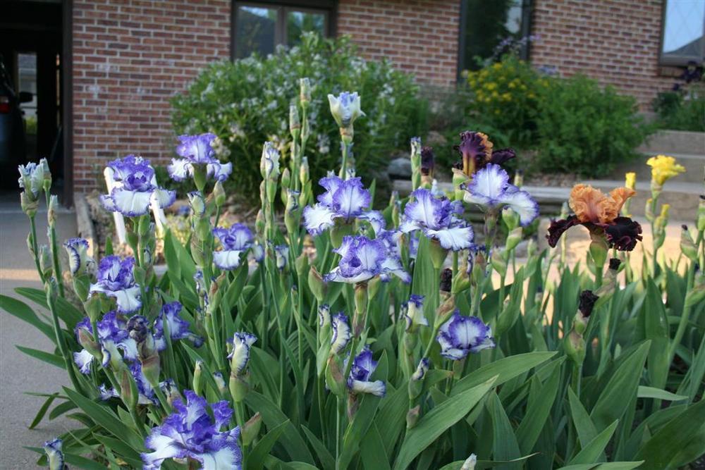 Photo of Tall Bearded Iris (Iris 'Ink Patterns') uploaded by KentPfeiffer