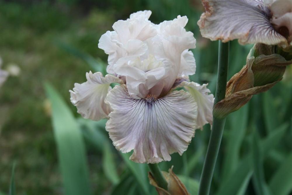 Photo of Tall Bearded Iris (Iris 'Haunted Heart') uploaded by KentPfeiffer
