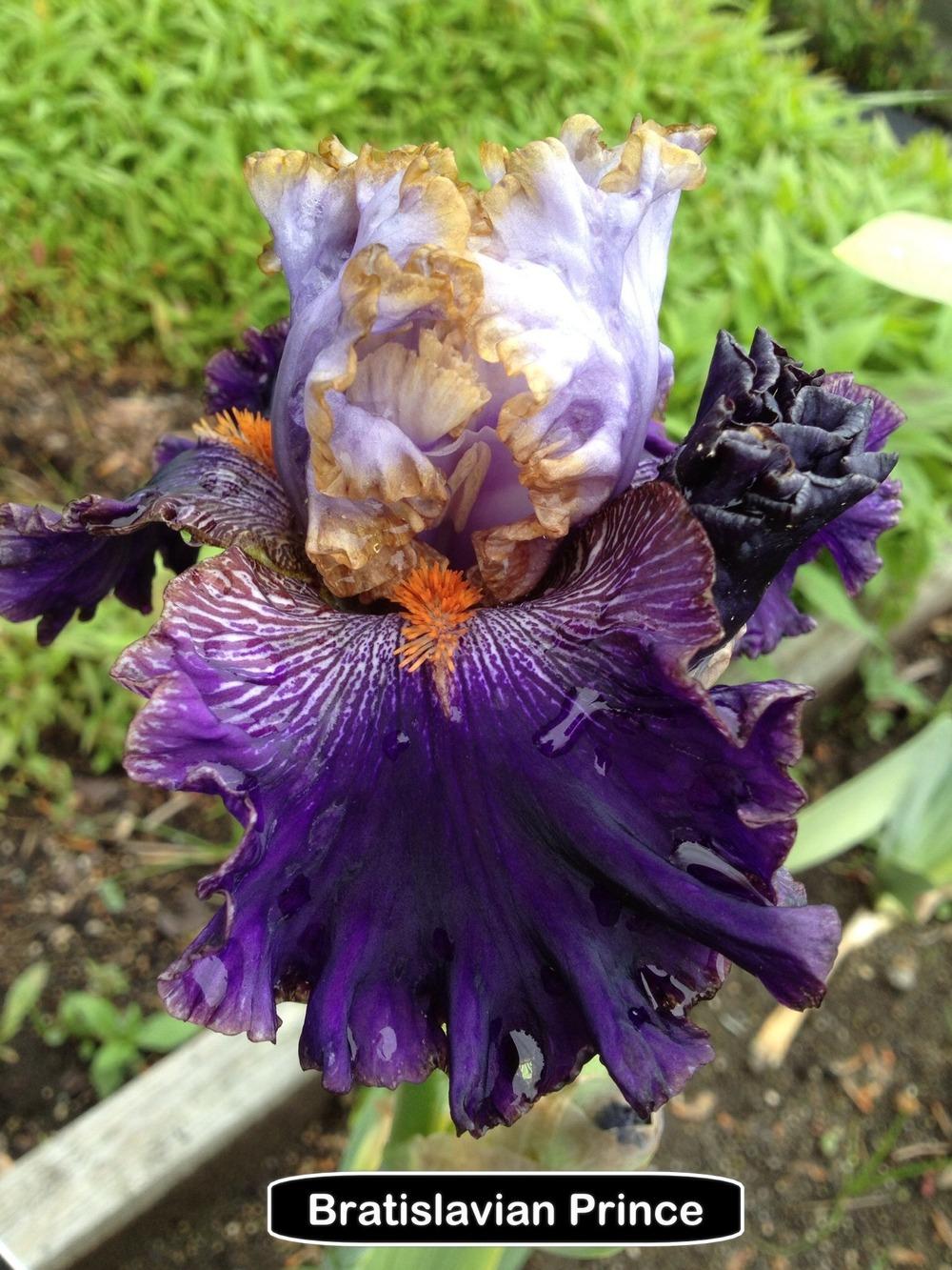 Photo of Tall Bearded Iris (Iris 'Bratislavan Prince') uploaded by Njiris