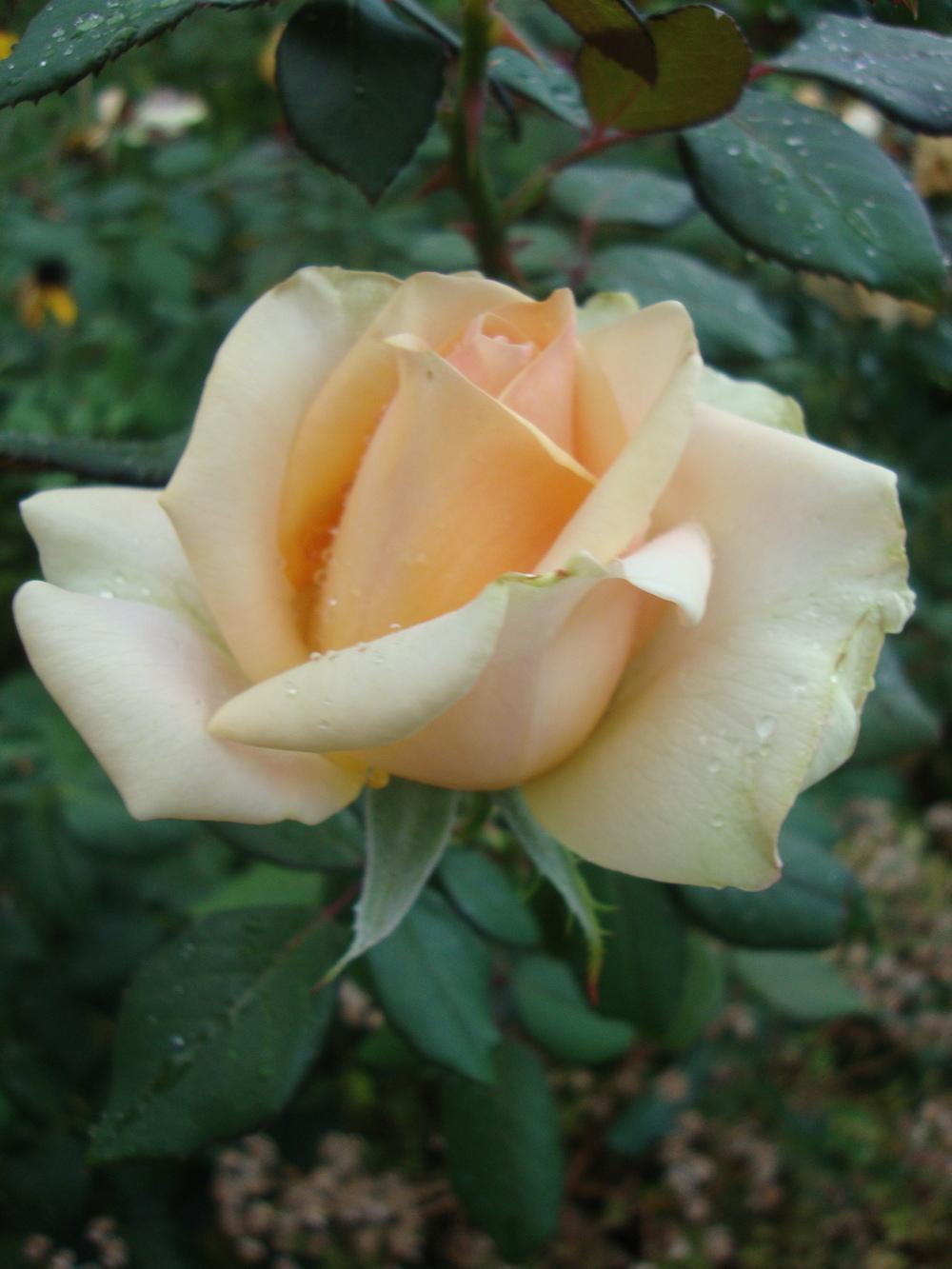 Photo of Rose (Rosa 'Marilyn Monroe') uploaded by Paul2032