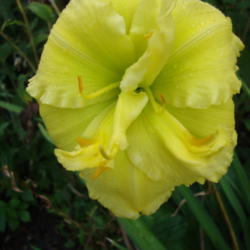 
Date: 2014-09-08
My latest blooming daylily