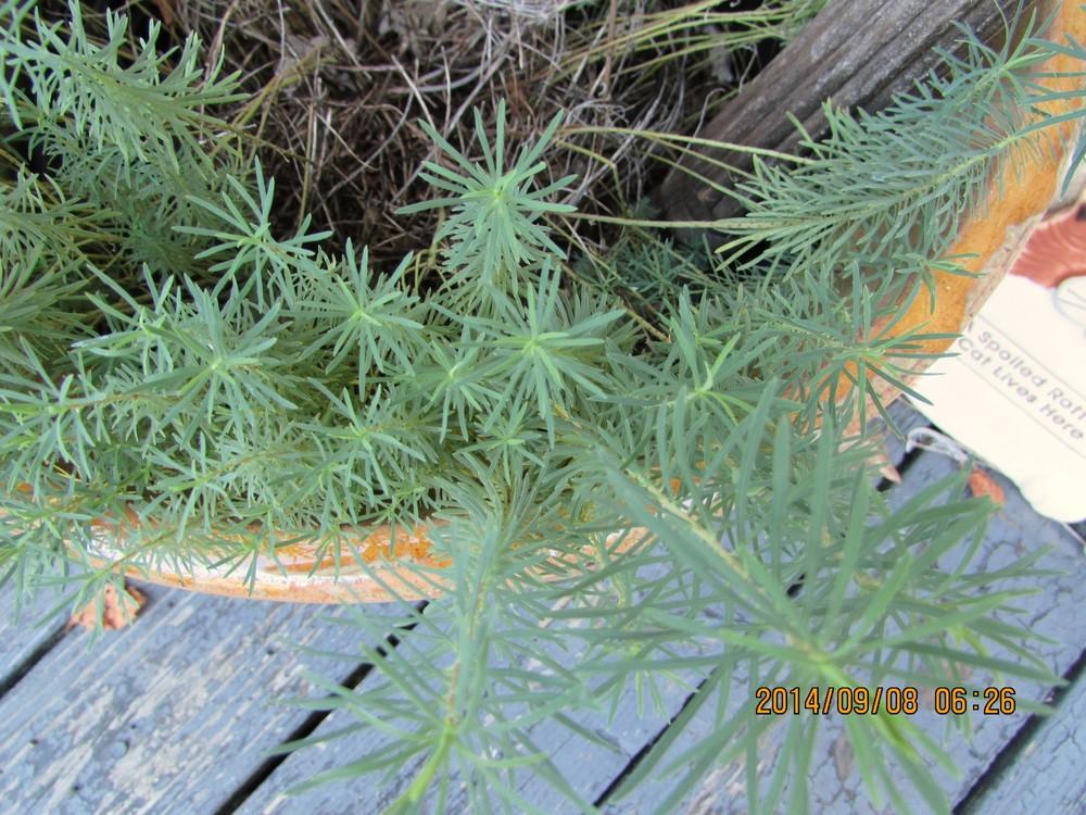 Photo of Cypress Spurge (Euphorbia cyparissias 'Fen's Ruby') uploaded by SongofJoy