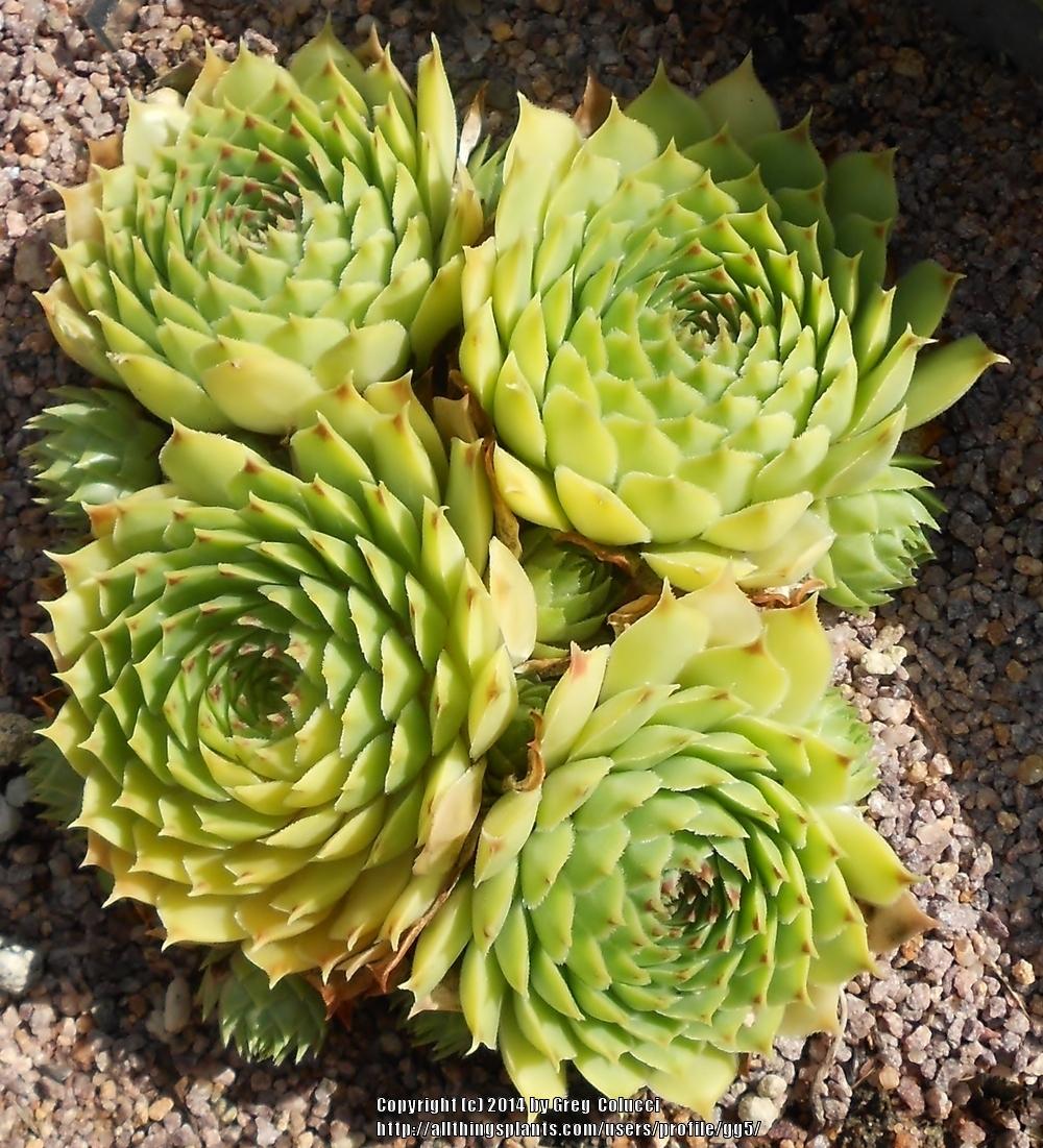 Photo of Hen-and-Chickens (Sempervivum calcareum 'Limelight') uploaded by gg5