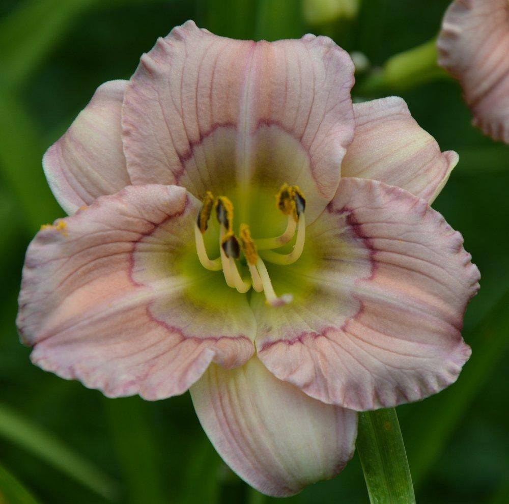 Photo of Daylily (Hemerocallis 'Baby Blues') uploaded by queerbeet