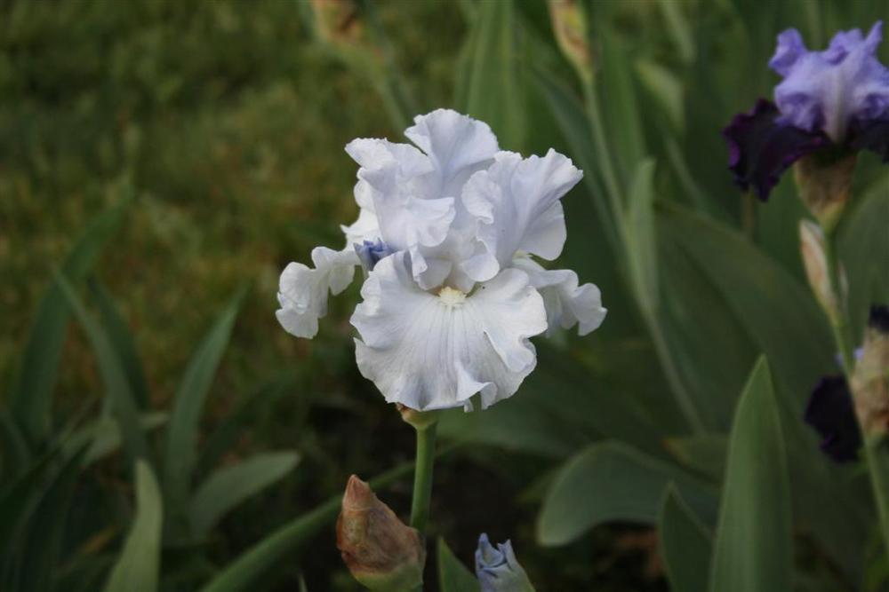 Photo of Tall Bearded Iris (Iris 'Into the Blue') uploaded by KentPfeiffer