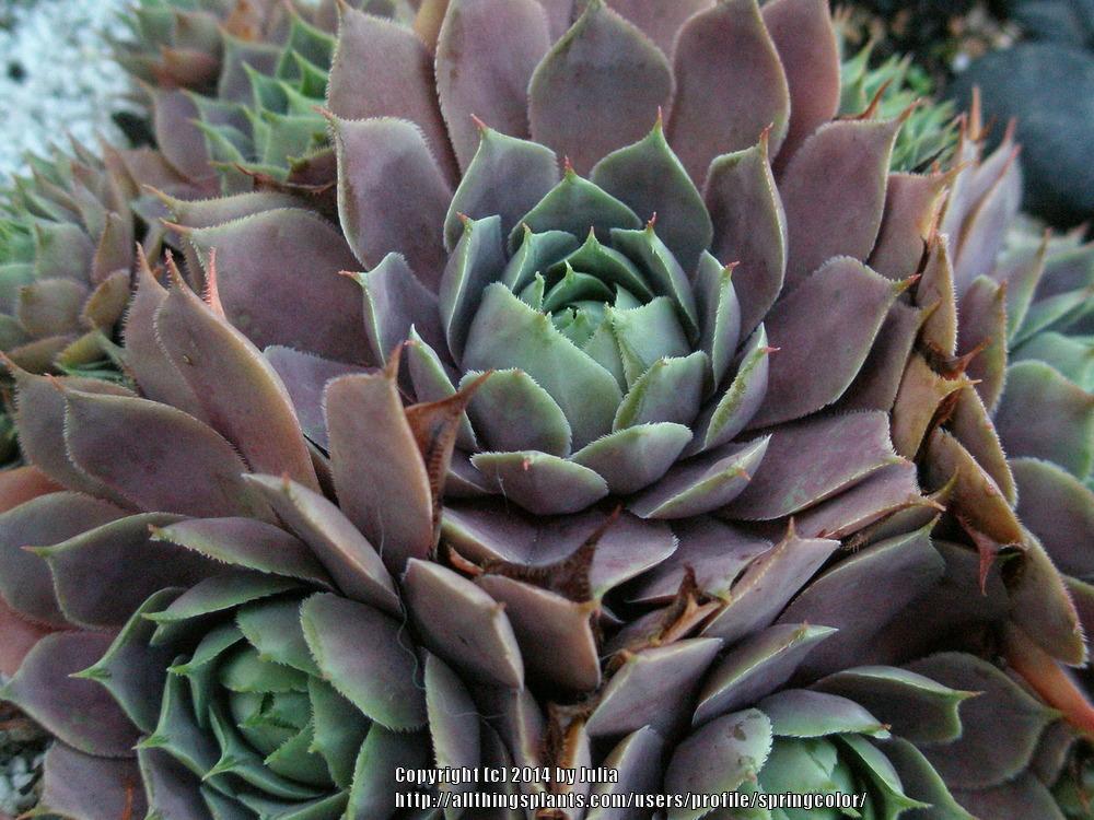 Photo of Hen and Chicks (Sempervivum 'Magnificum') uploaded by springcolor