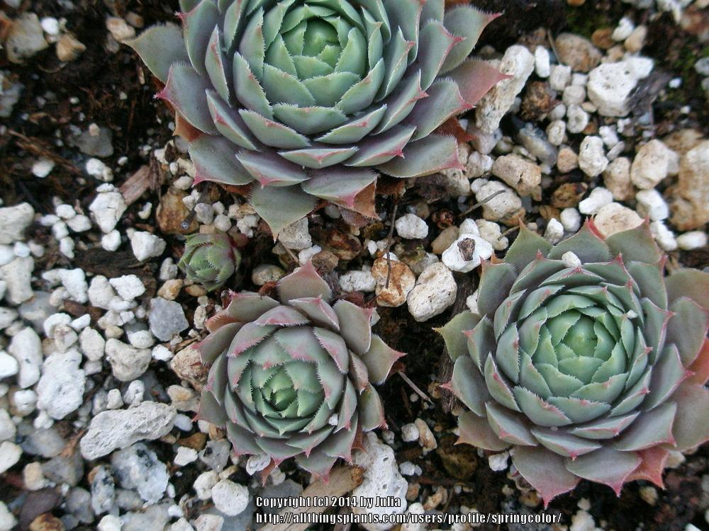 Photo of Hen and Chicks (Sempervivum 'Pacific Blue Ice') uploaded by springcolor