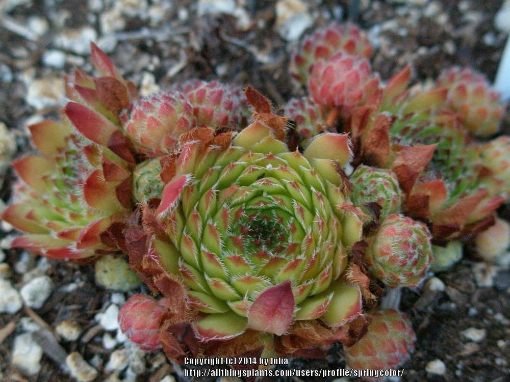 Photo of Hen and Chicks (Sempervivum 'Beautiful') uploaded by springcolor